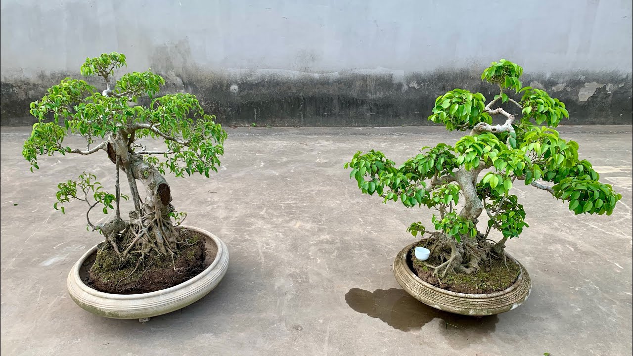 Song tử bái mẫu. Giao lưu sanh 26/1_0825780998