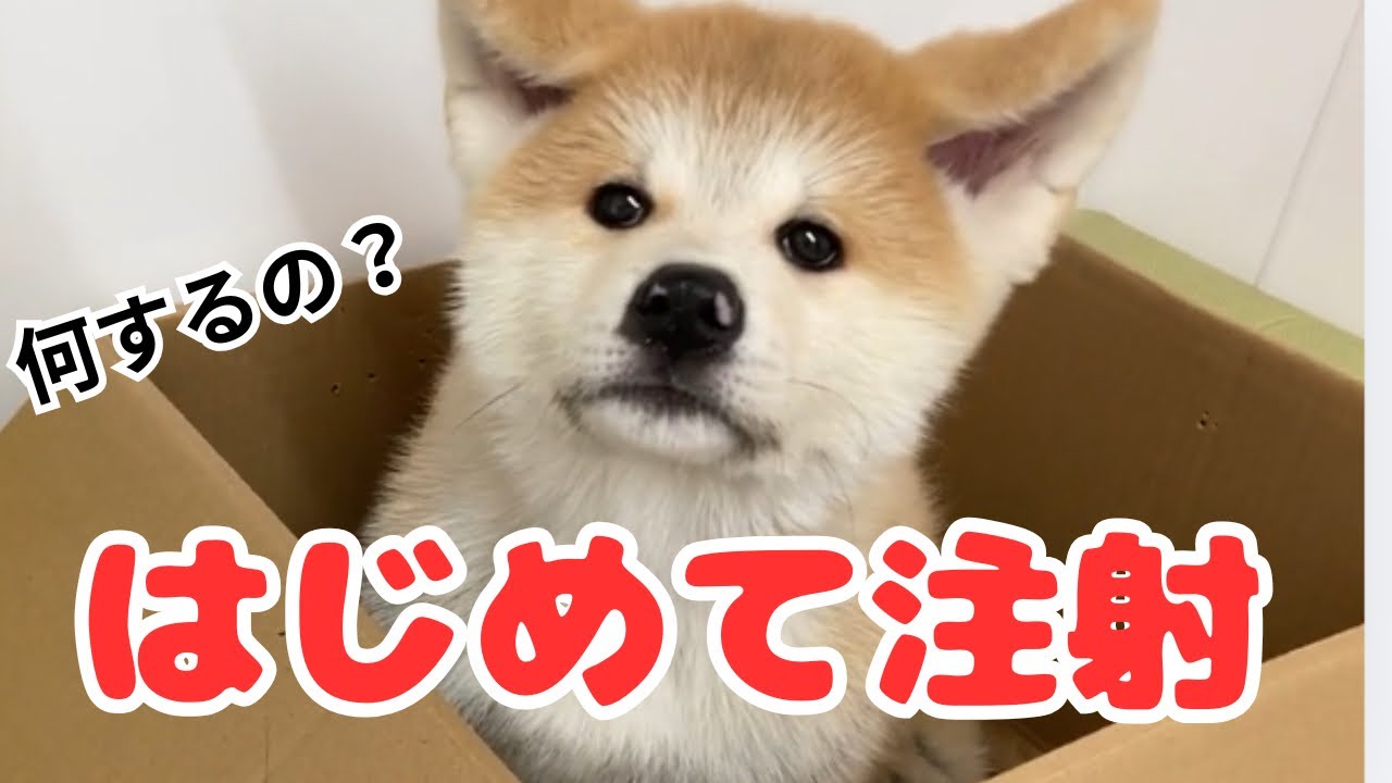 生まれてはじめて注射する子犬ムク