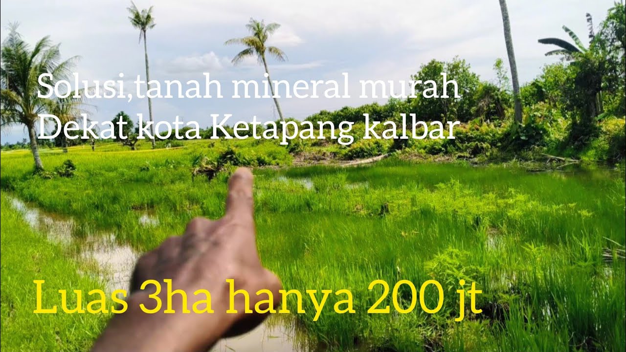 Di jual tanah mineral luas 3 ha lebih.lokasi dekat kota Ketapang kalbar