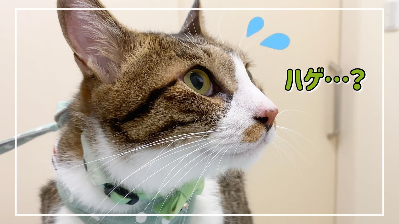 【動物病院】オス猫コンビがハゲちゃいました【4K猫動画】