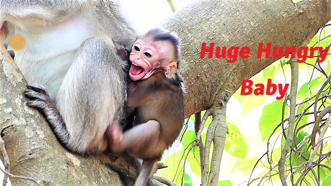 Oh How Hungry You Are! Baby Millie Feels So Hungry when Mother Wean, Millie Requests for Giving Milk