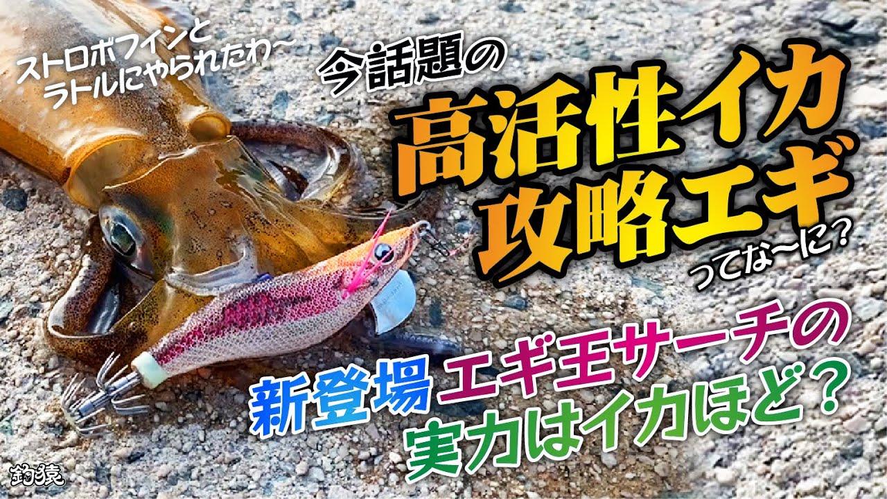 初秋エギング！新作エギ王サーチの実力はイカほど？どんくらい釣れるかサーチしてみた結果