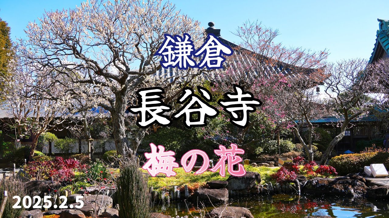 鎌倉 長谷寺｜梅の花の開花状況【2025年2月5日(水曜日)】しだれ紅梅はまだ蕾でした！
