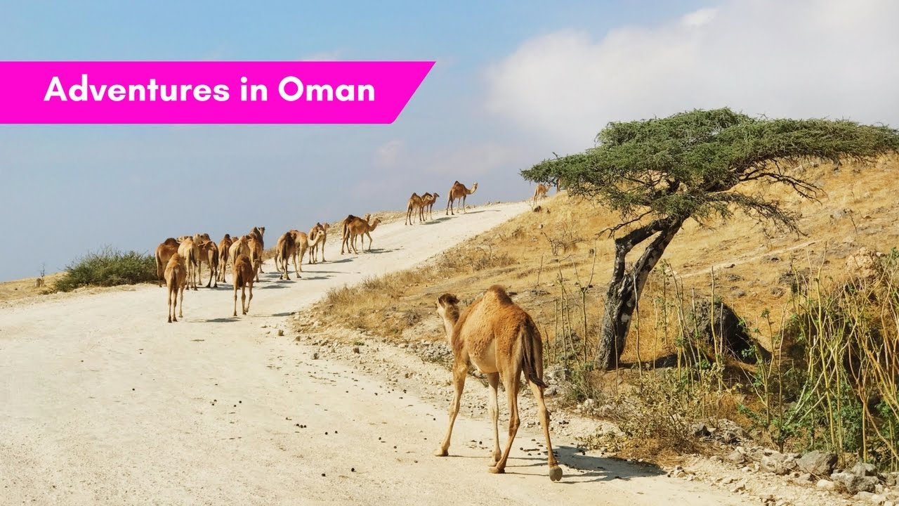 OMAN: Rub Al Khali, Salalah & lots of camels!