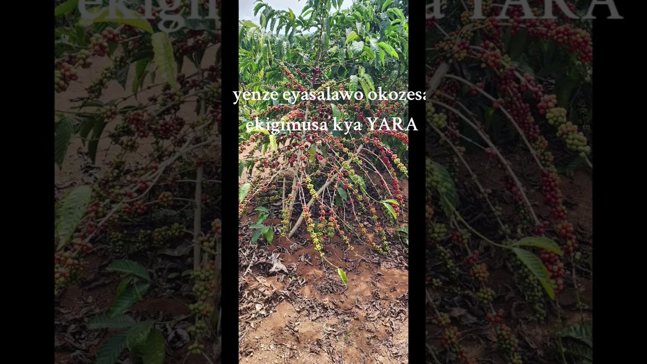 coffee fertilisers #fertilising #sustainablefarming #coffeefarming #coffee #yara