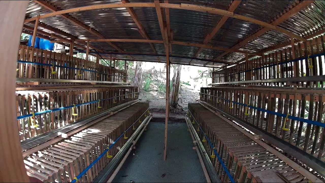 #layerCage #bambooLayerChickenCage Amazing made of wood and bamboo Layer chicken cage