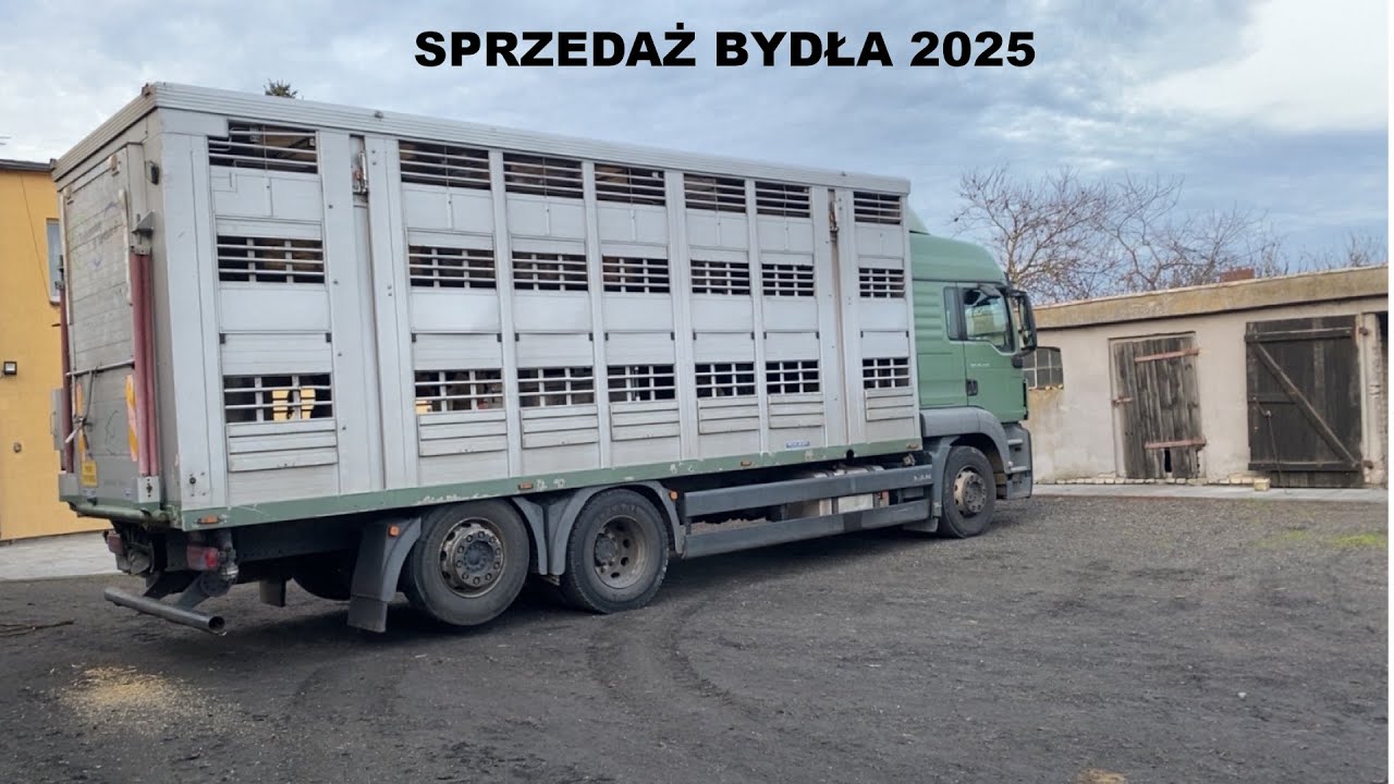 sprzedaż byk&oacute;w 2025