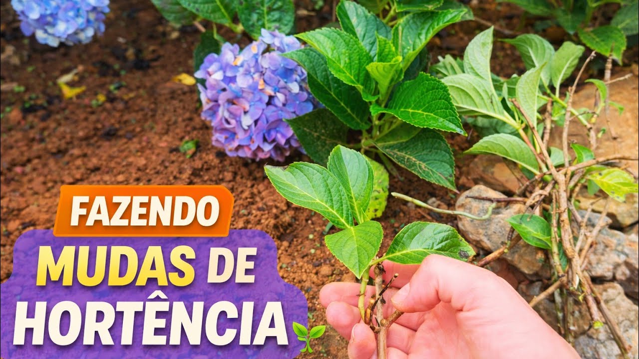 PLANTANDO MUDAS DE HORTENCIA 🌸
