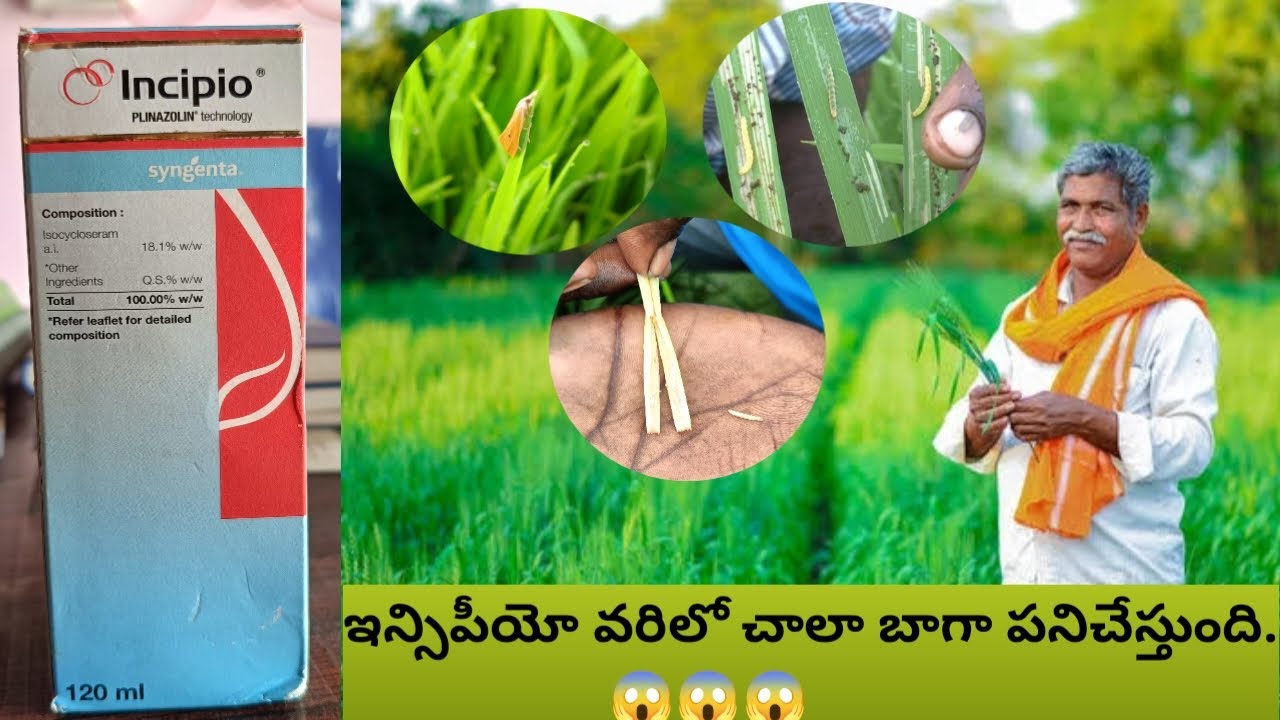 Incipio good working in paddy// ఇన్సిపియో వరిపొలం పై రిజల్ట్ బాగుంది. 😱😱😱#Incipio #paddy