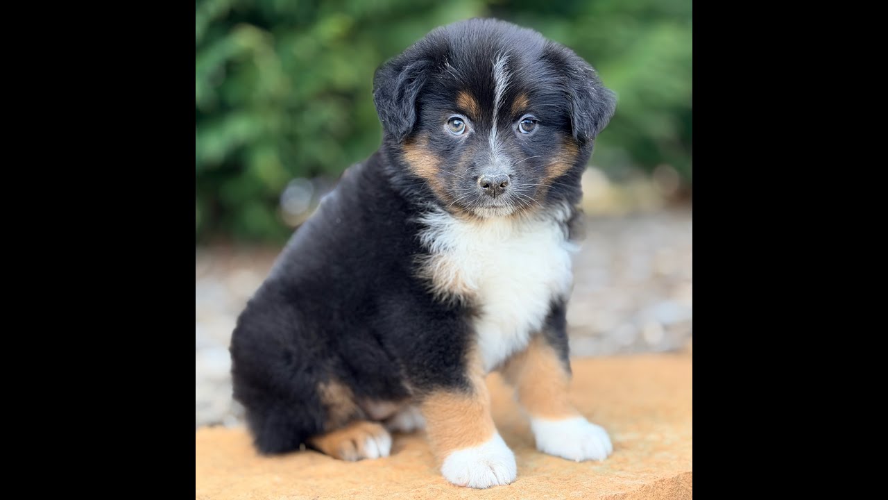 Umi Kate is a really sweet little girl..!!  Miniature Australian Shepherd Puppy for Sale..!!