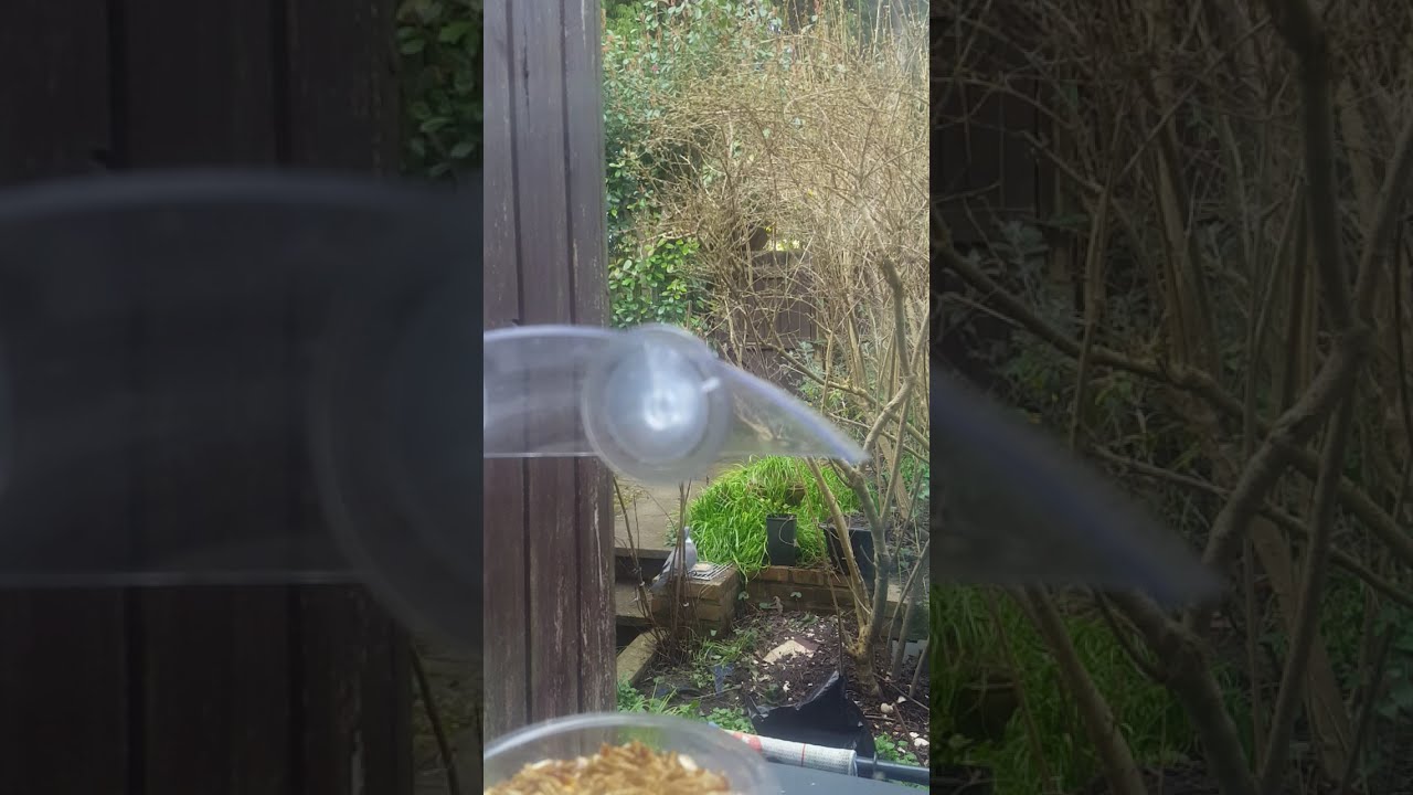 Magpies and Pidgeon's co exist in evolution
