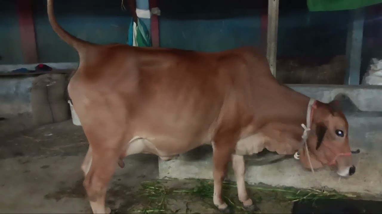 01703852115 খাদীজা ডেইরি ফার্ম 
