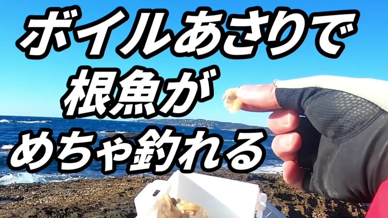 根魚はボイルあさりで釣れるんです