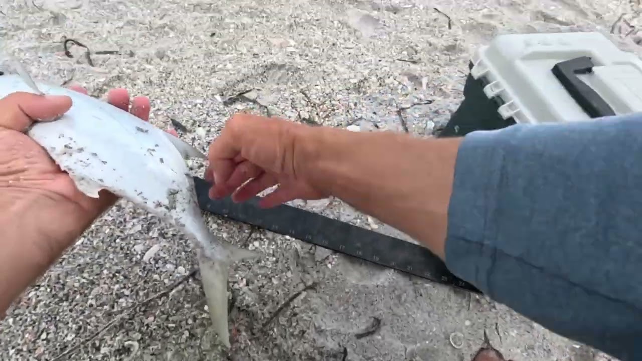 Catch Pompano On The Beach Shore (Surf Fishing Florida)! Ловля Помпано с берега!