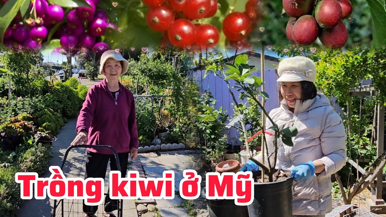 Nhà Thảo Cali kiwi có trái, nho thân gỗ, mãng cầu, quýt, bưởi trĩu bông