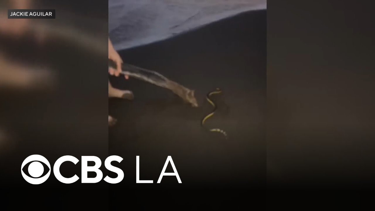 Venomous sea snake washes up on Orange County beach