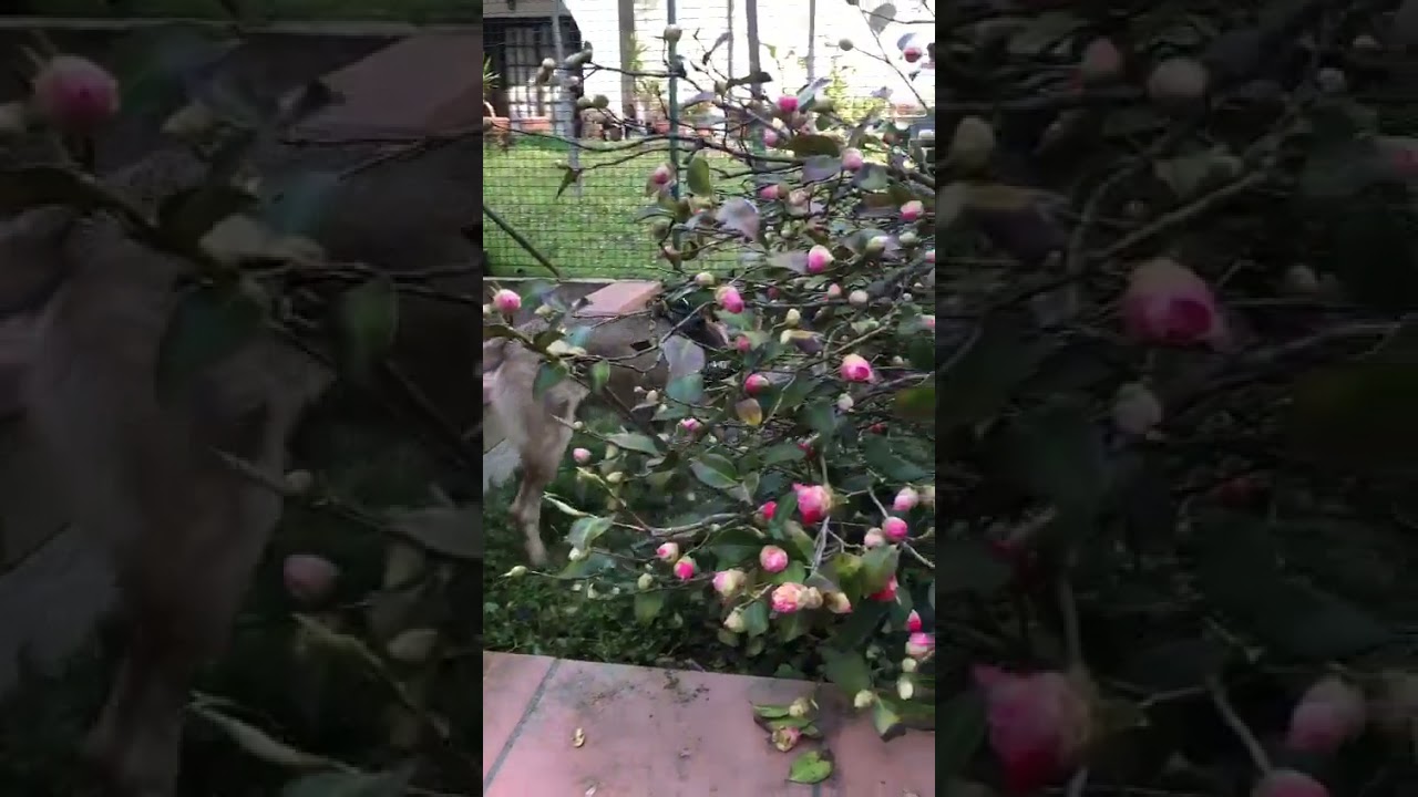 Cani Taglia Media maschi in regalo video 3