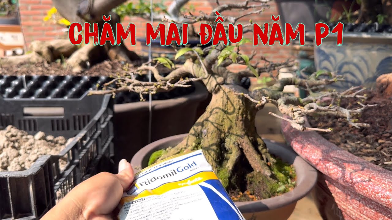 Cách chăm sóc mai đầu năm P1