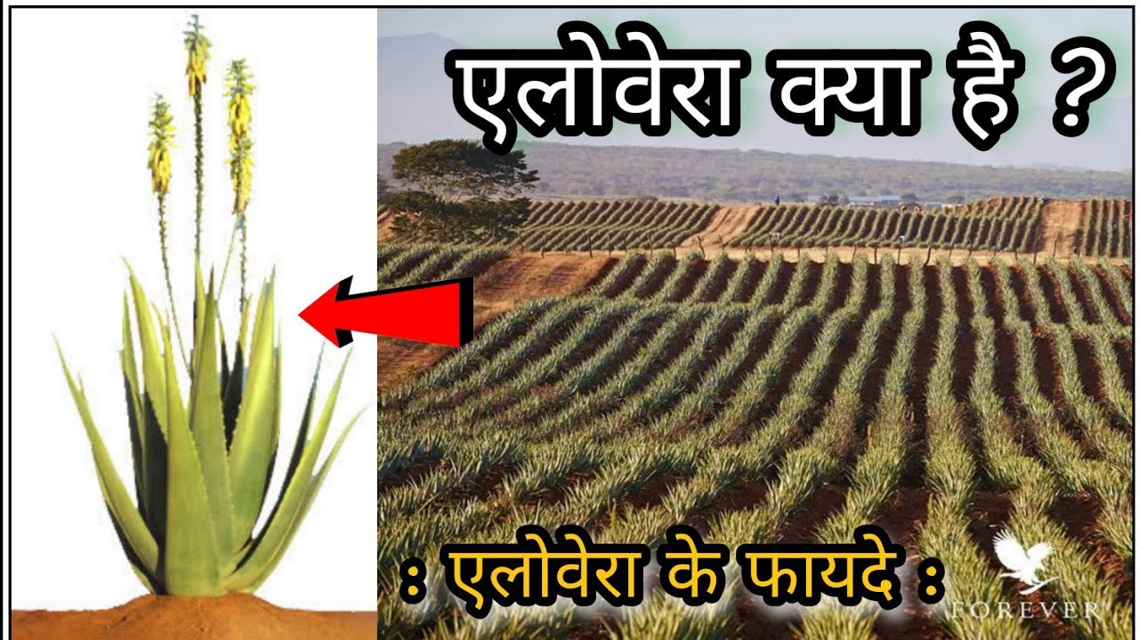 एलोवेरा क्या है | What is Aloe Vera | Benefits of Aloe Vera | Forever का एलोवेरा क्यों सबसे Best है