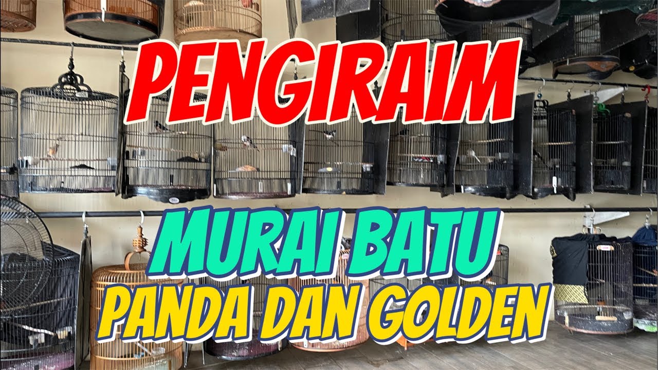 PENGIRIMAN MURAI BATU PANDA DAN GOLDEN