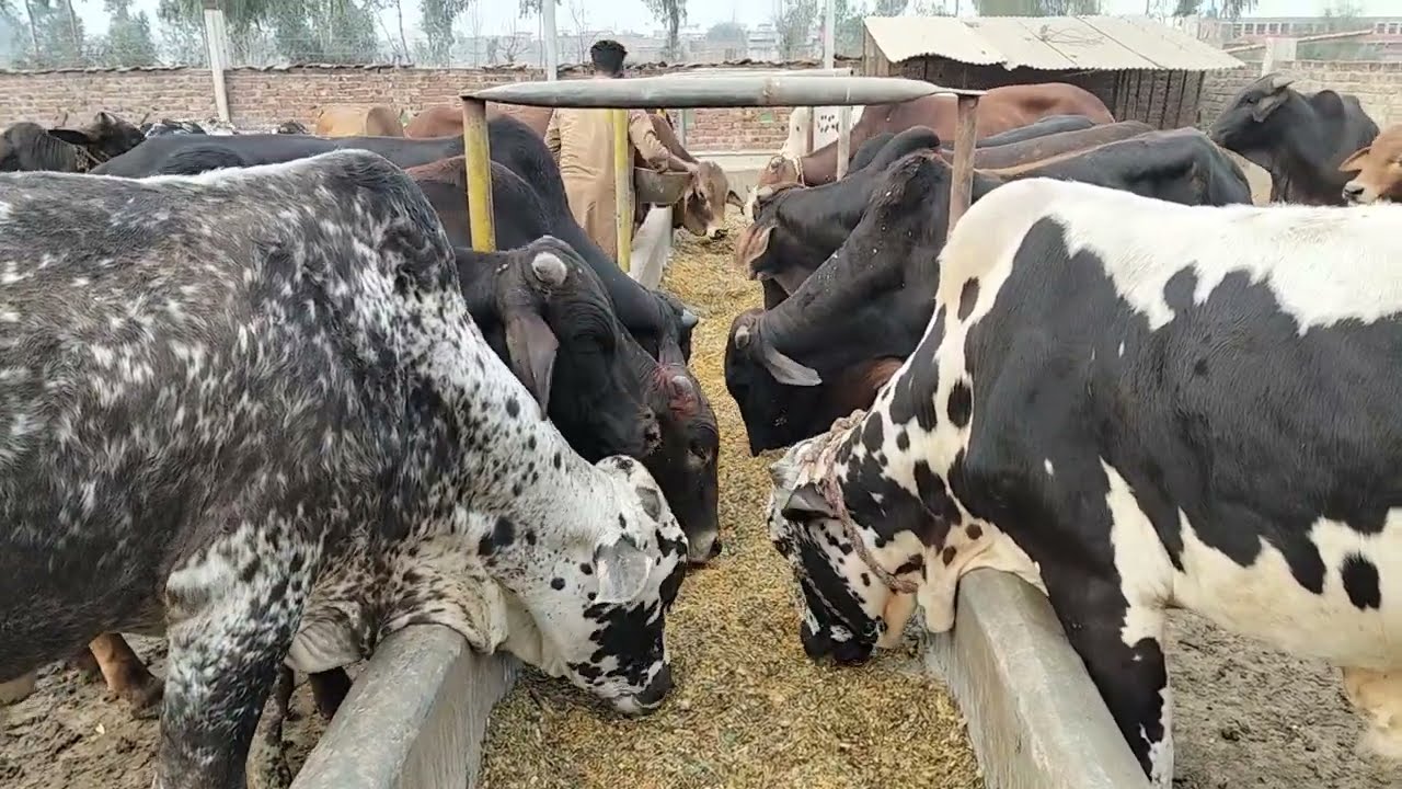 جانوروں کو تیل اور مسالحہ وغیرہ دینے کا آسان طریقہ 