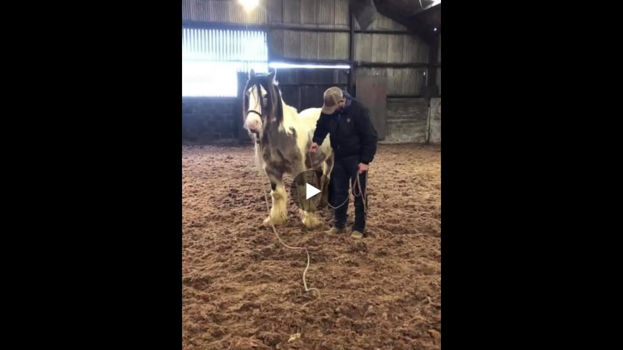 How to get a problem horse to pick up their feet