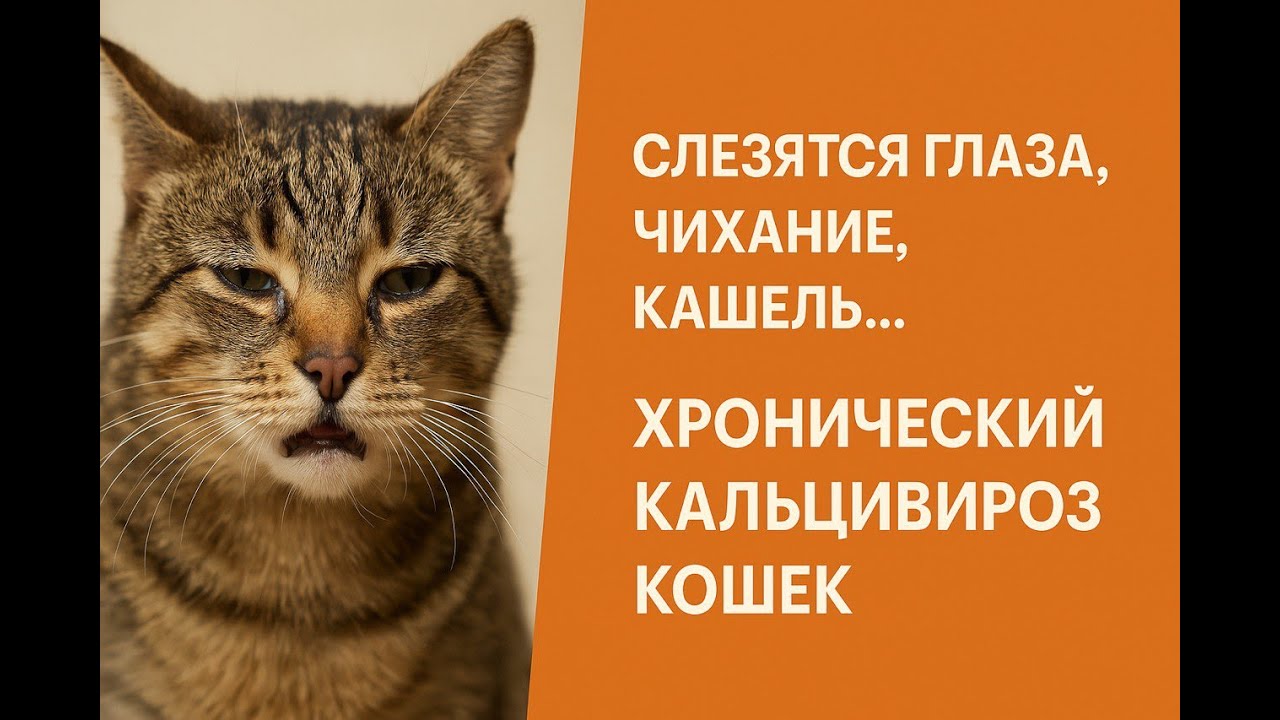 У кошки периодически слезятся глаза, она чихает, покашливает, нет аппетита. Хронический калицивироз.