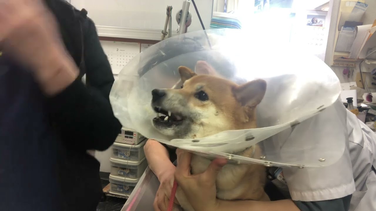 ⑥柴犬のコタロウちゃんの治療、栄養補助、光線照射療法、保湿ティーツリーオイル塗布、ブラッシング