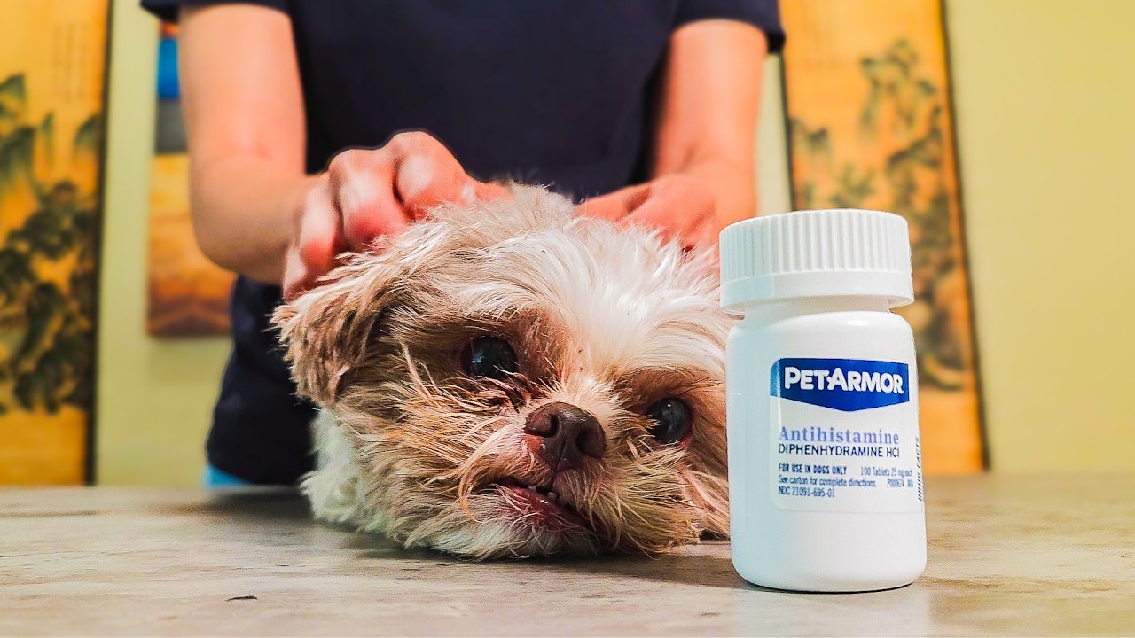 Watch before you buy- PetArmor Antihistamine Allergy Relief