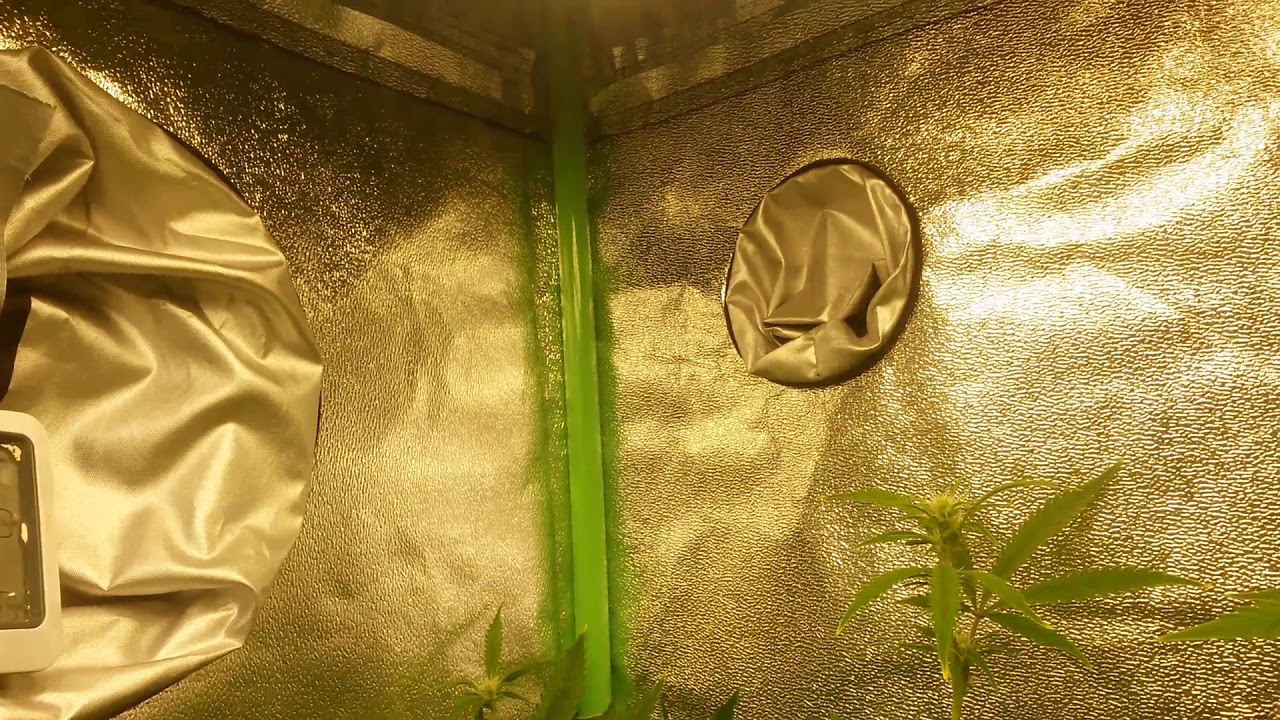 day 13 of flower under an hlg 100 quantum board v2 (3000k) and an alibaba 65 watt qb grow lights