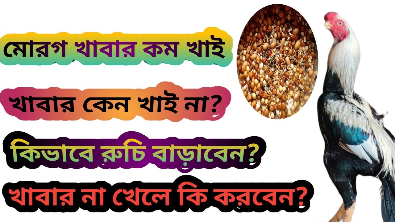 মোরগ খাবার খাই না।।খাবার কম খাই কি করবেন?কি খাবার দিবেন?morok kabar kay na.kabar kom kai#rooster
