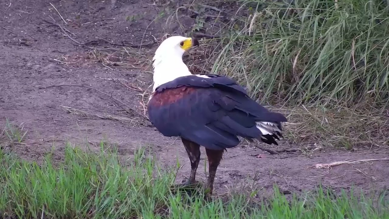 Fish Eagle Catch | Ranger Insights