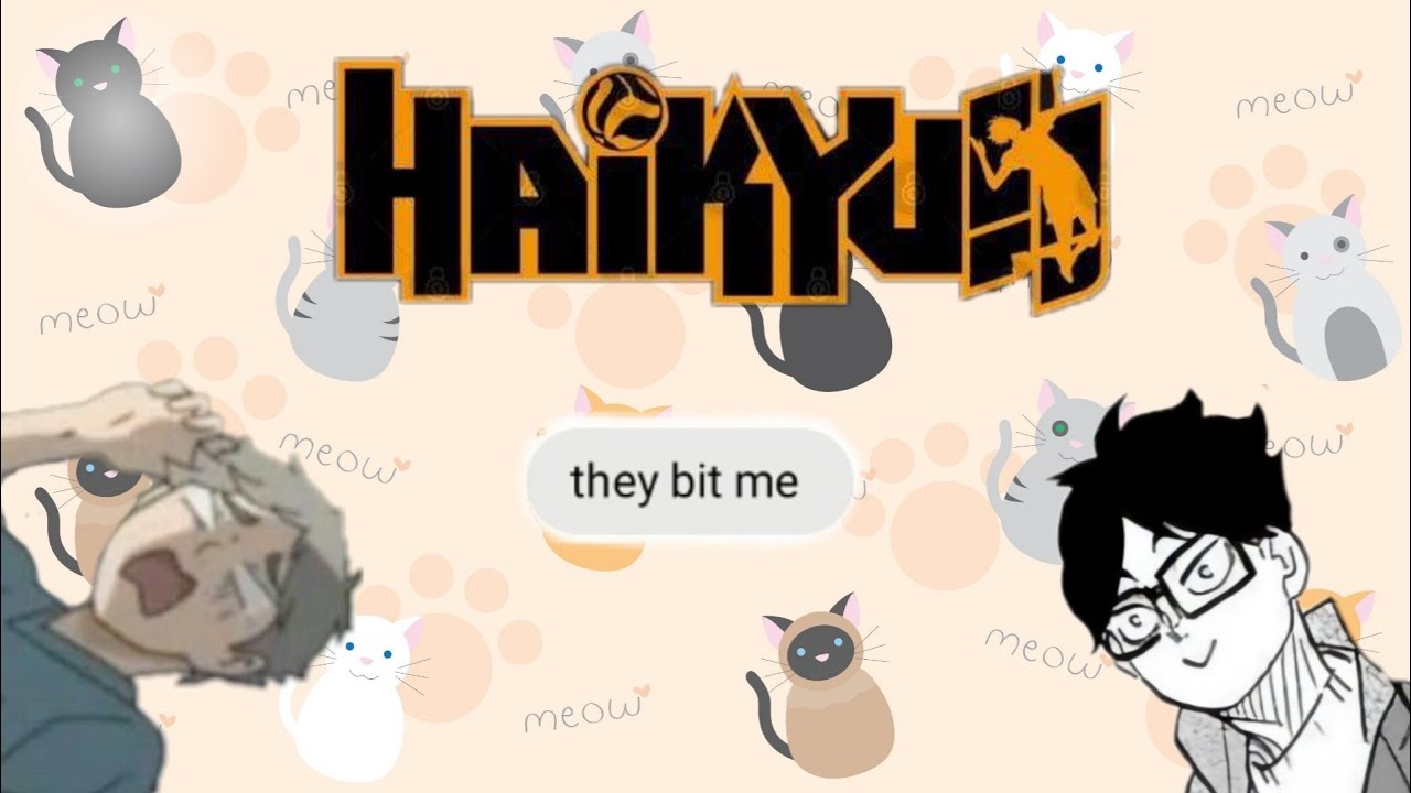 Haikyuu!! || Y/n turned into a cat !? ft. me || haikyuu × y/n || haikyuu texts