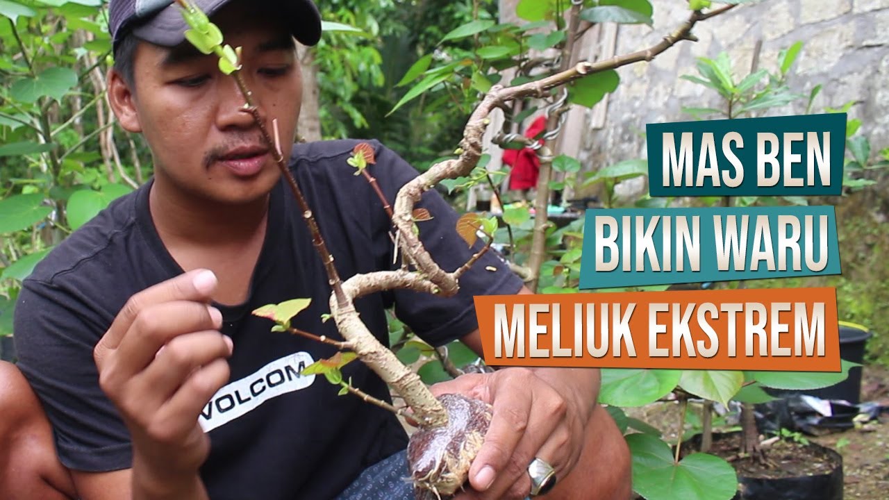 Cara Membuat Bahan Bonsai Waru Meliuk Ekstrem Bersama Mas Ben, Piyungan, Yogyakarta