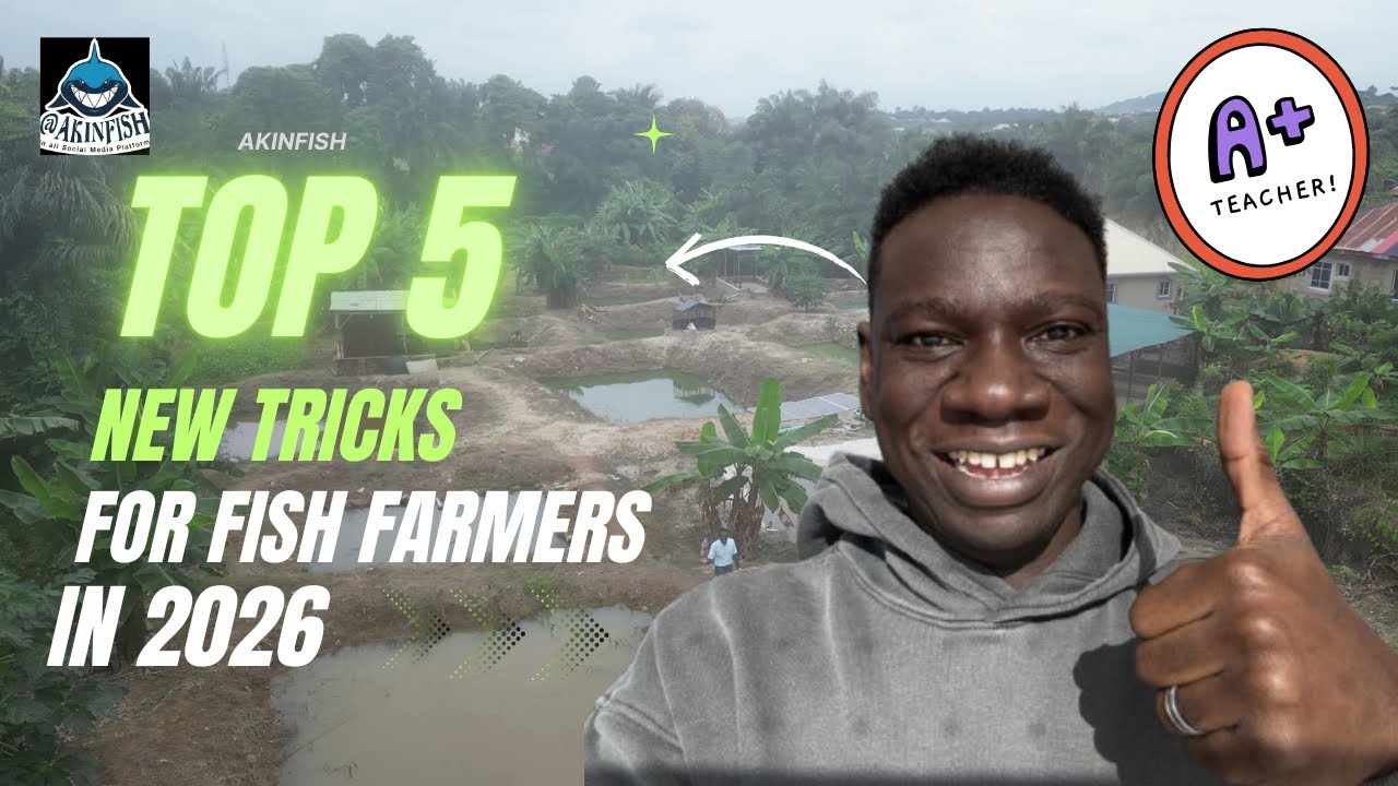 2026 Fish Farming: 5 Game Changing Tips