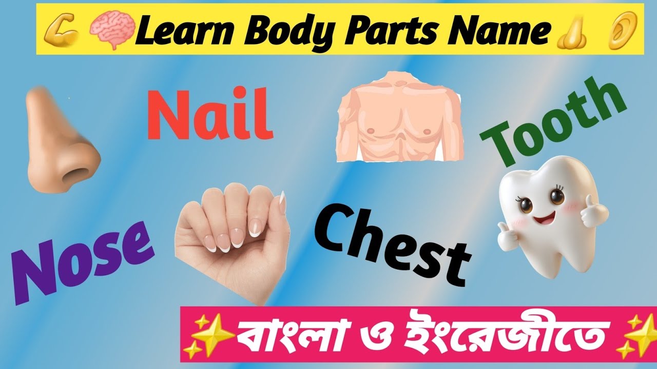 Learn Body Parts Name With Pictures 👁️👃 | শরীরের অঙ্গপ্রত্যঙ্গের নাম  ছবি সহ ✨ | Bengali & English।