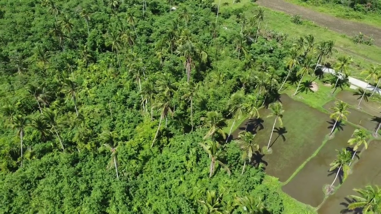 RUSH SALE FARMLOT ALONG PROVINCIAL ROAD | 11 HEC | CATIGBIAN BOHOL | PRICE 100/SQM