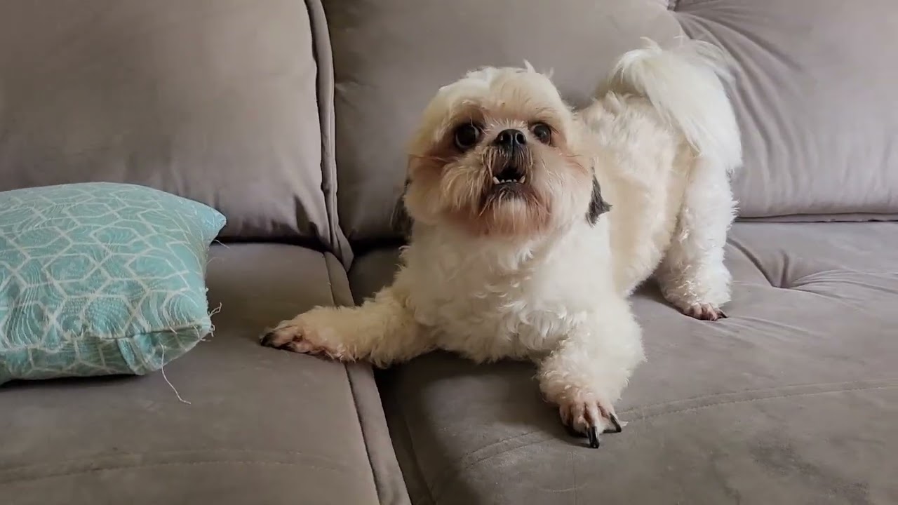 Meu cachorro pirou!!!
