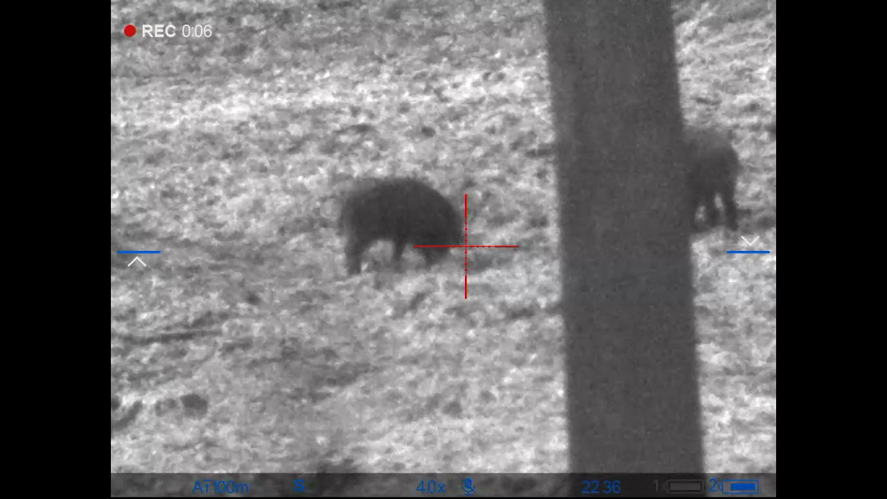 Noční lov.(wild) boar-