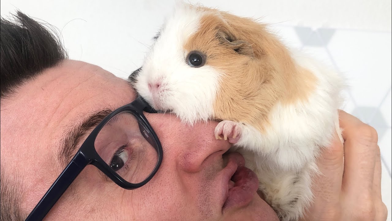 Was sind UNSERE Lieblings Farben bei Meerschweinchen?