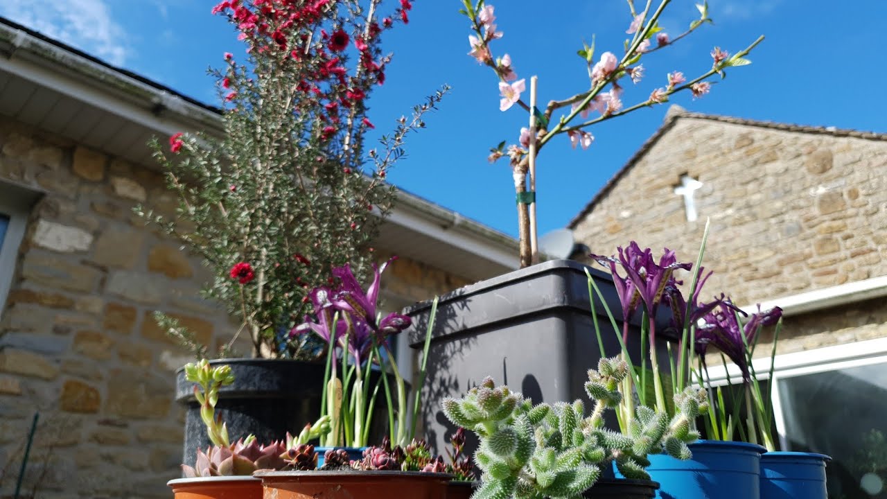 Plant Fair Plant Haul