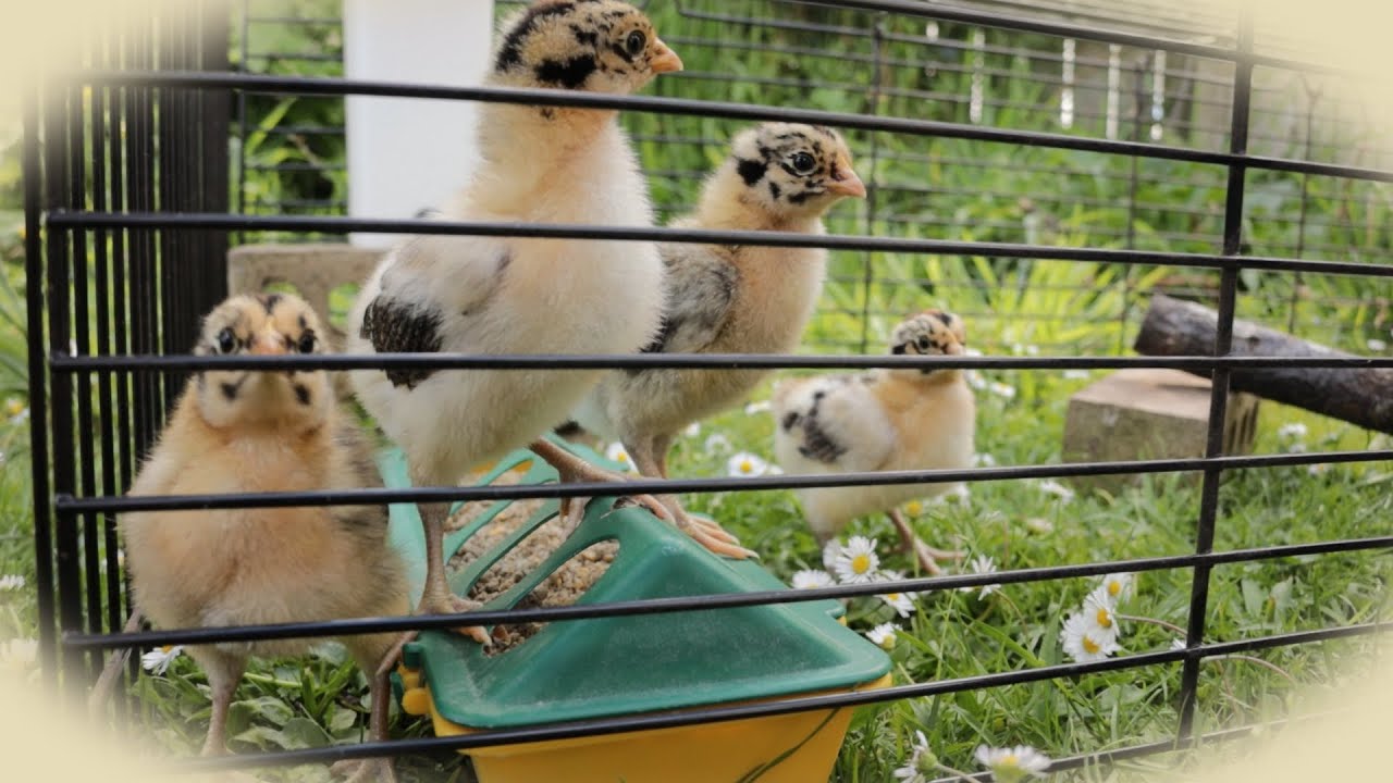 Chicks go Outside for the First Time!