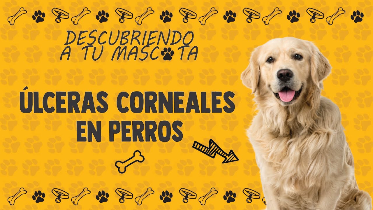 Úlceras corneales en perros 🐕👁️ | Síntomas, causas y tratamiento