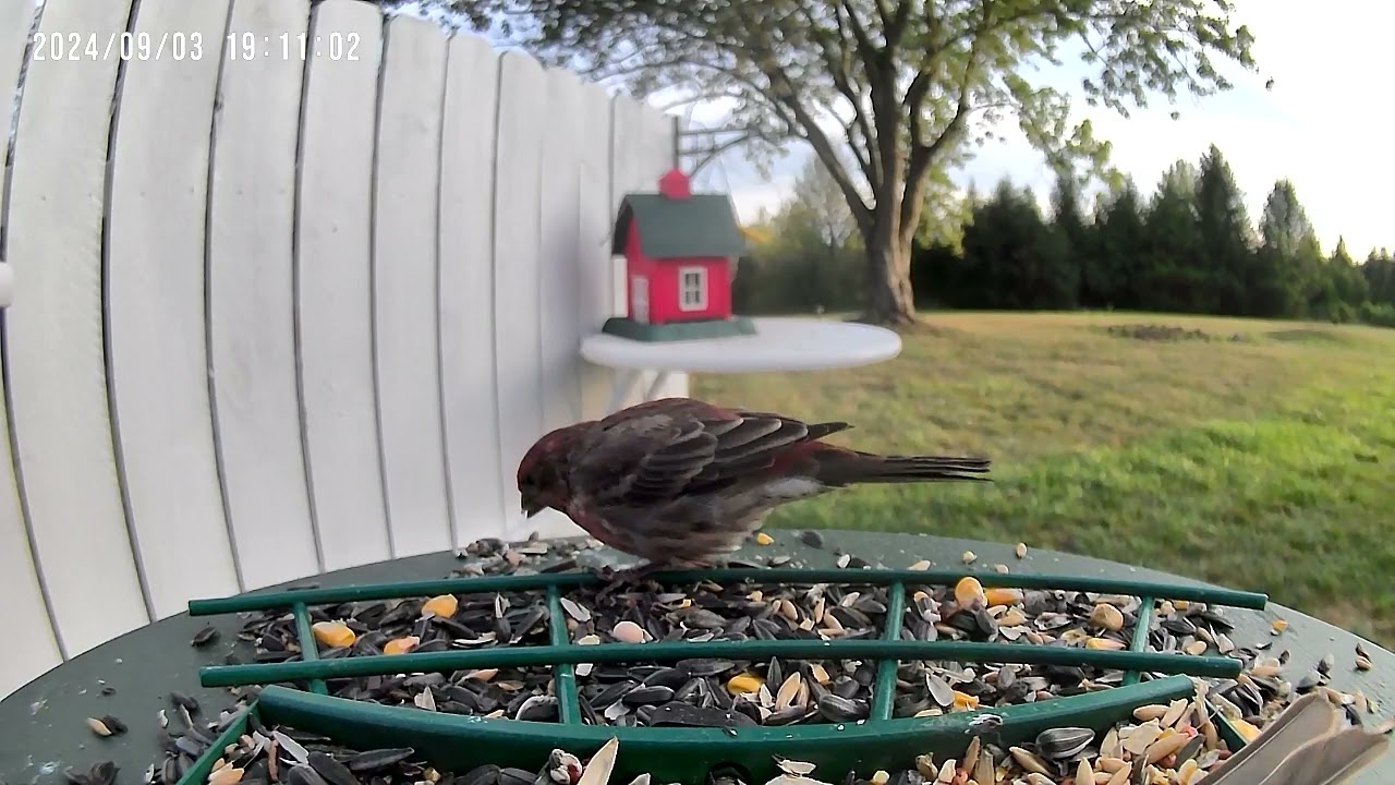 Birds.                 #UnBrokenFoundation #HealingPTSD #WatchingNature #Healingthroughnature 191