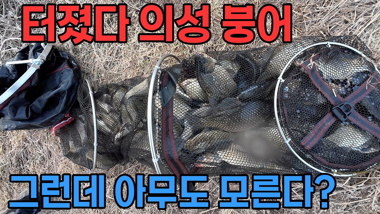 터졌다 의성 붕어 지금 막 들어온다 붕어낚시