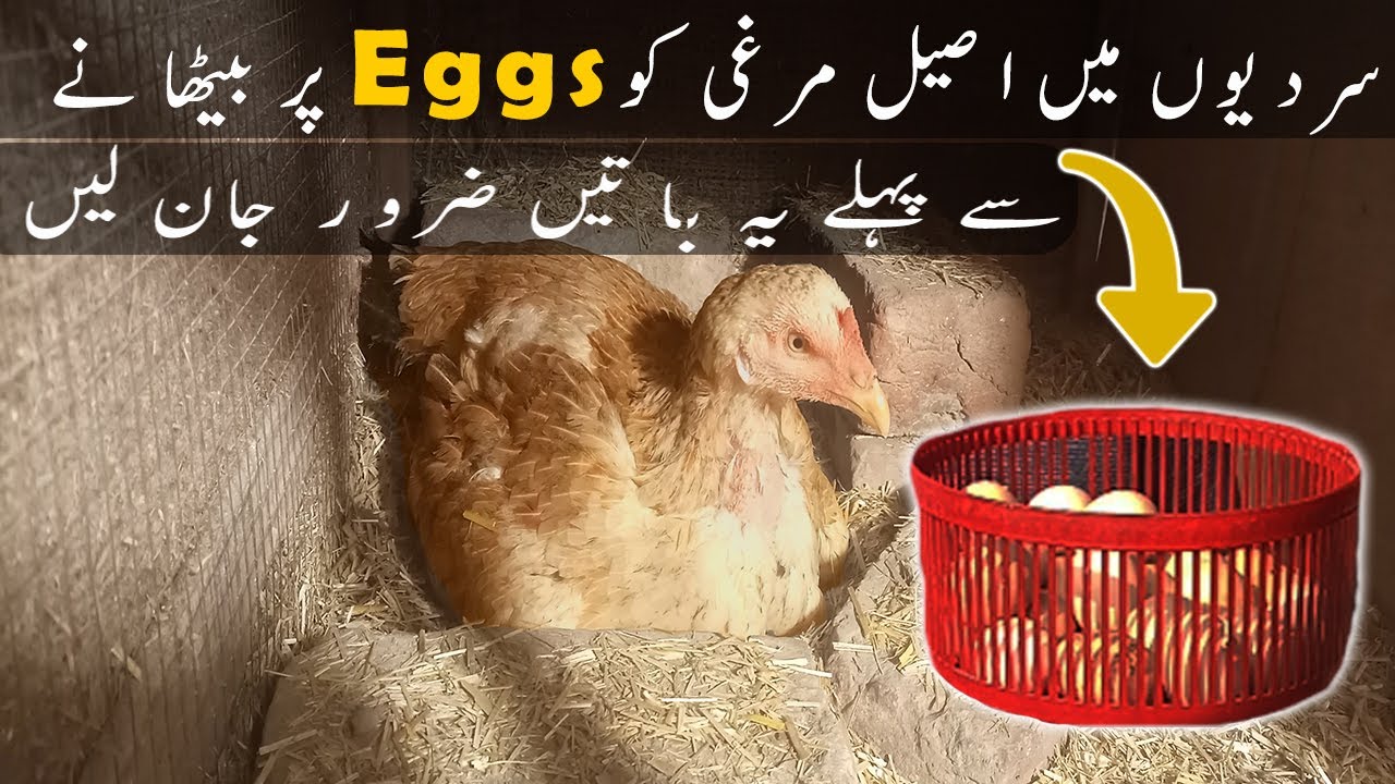 Murgi ko ando par bithane ka tariqa | How to keep aseel broody hen sit on eggs in winters | 2025