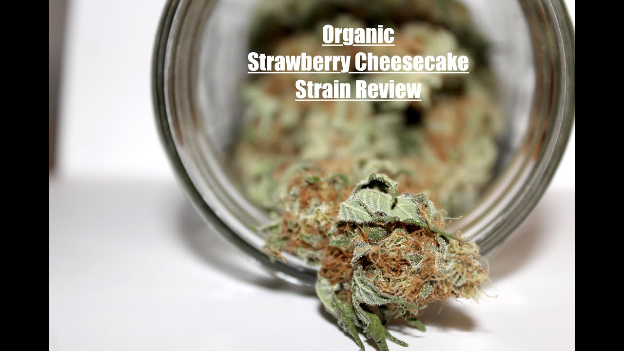 Strawberry Cheesecake Strain Review (Humboldt Seed Company) | Organic Living Soil Grown Cannabis