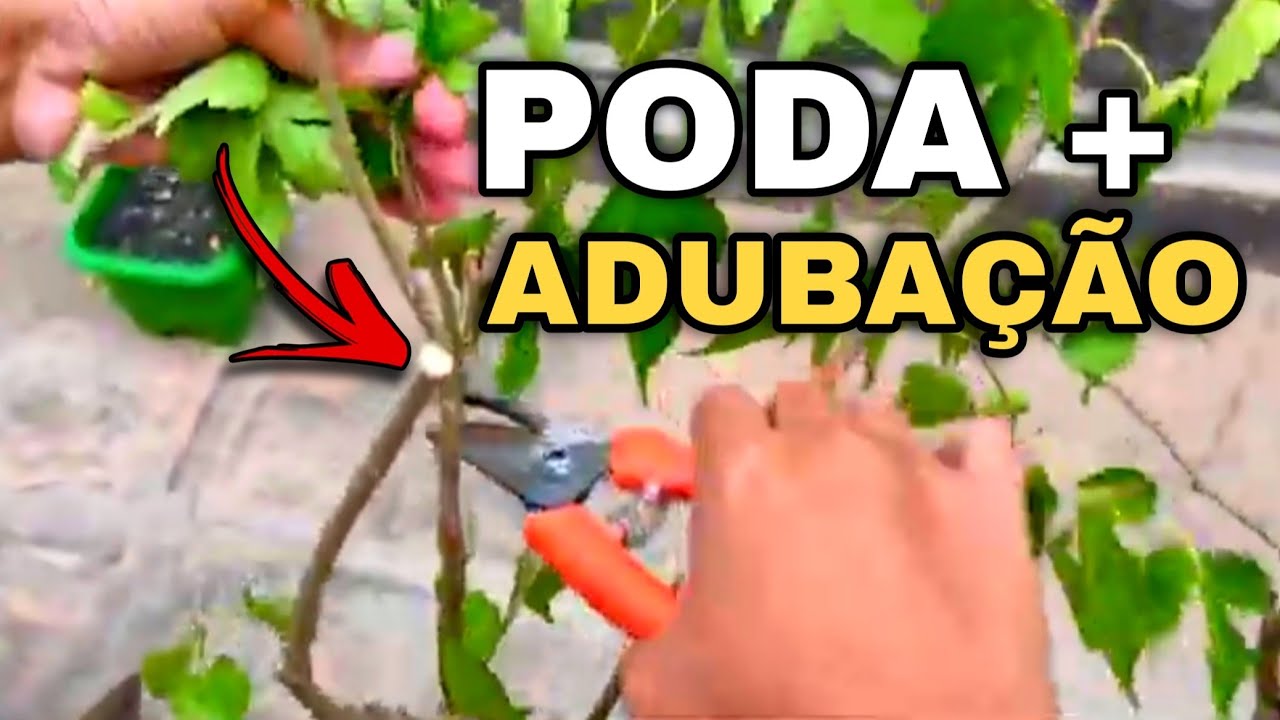 Como podar  amora e tamarindo cultivados em vaso?