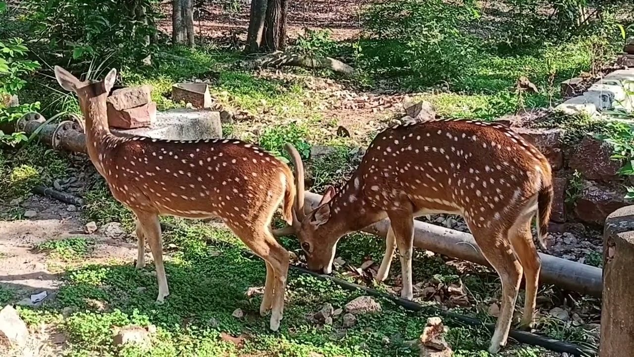 Chital Deer | spotted deer| pulliman