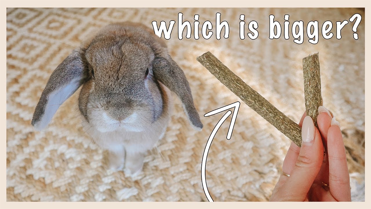 Testing My Rabbit's Intelligence